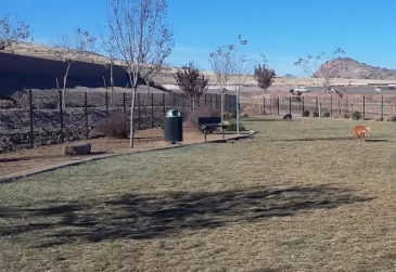 Granville Dog Park photo 2